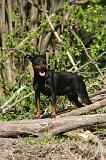 PINSCHER NAIN 119